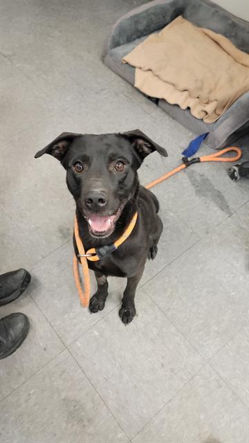 BRIGGS, an adoptable Labrador Retriever in Casper, WY, 82601 | Photo Image 1
