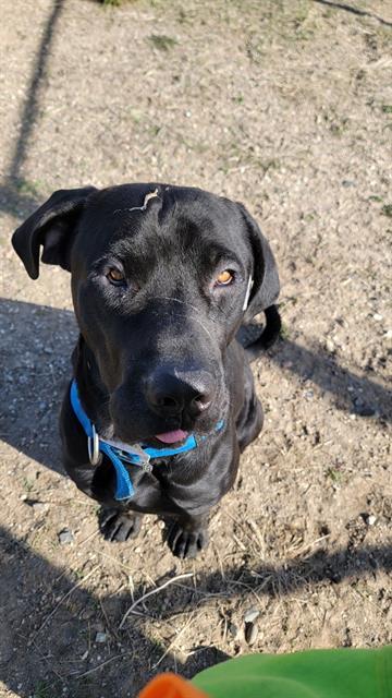 GOJIRA, an adoptable Mastiff, Mixed Breed in Casper, WY, 82601 | Photo Image 1