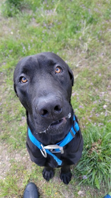 GOJIRA, an adoptable Mastiff, Mixed Breed in Casper, WY, 82601 | Photo Image 1