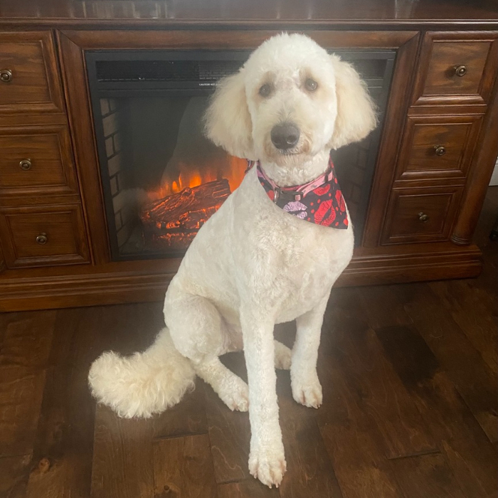 Ellie Reese, an adoptable Goldendoodle in Louisville, KY, 40206 | Photo Image 1