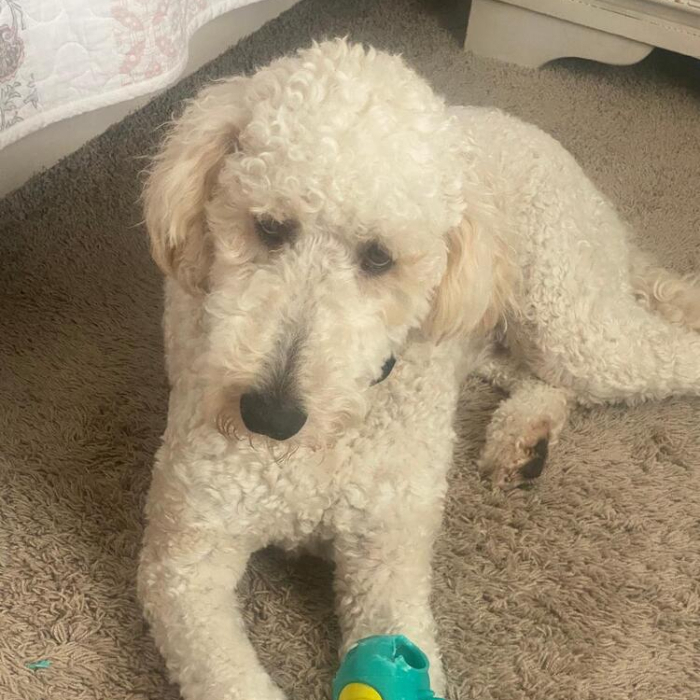 Ellie Reese, an adoptable Goldendoodle in Louisville, KY, 40206 | Photo Image 2