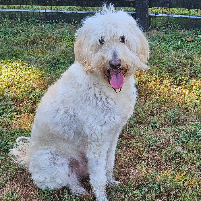 Nova, an adoptable Goldendoodle in Louisville, KY, 40206 | Photo Image 1