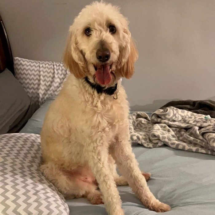 Nova, an adoptable Goldendoodle in Louisville, KY, 40206 | Photo Image 2
