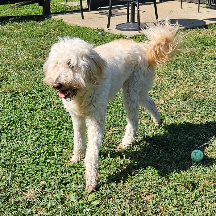 Nova, an adoptable Goldendoodle in Louisville, KY, 40206 | Photo Image 2