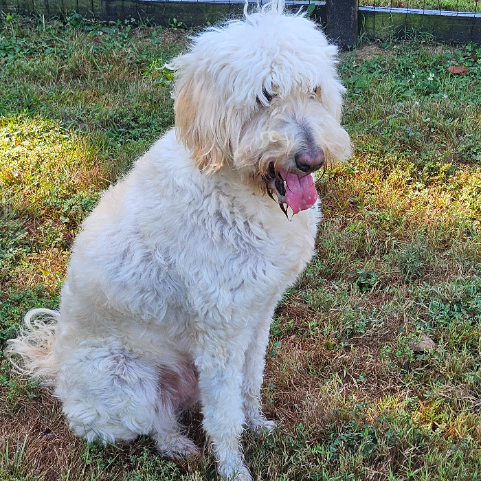 Nova, an adoptable Goldendoodle in Louisville, KY, 40206 | Photo Image 3