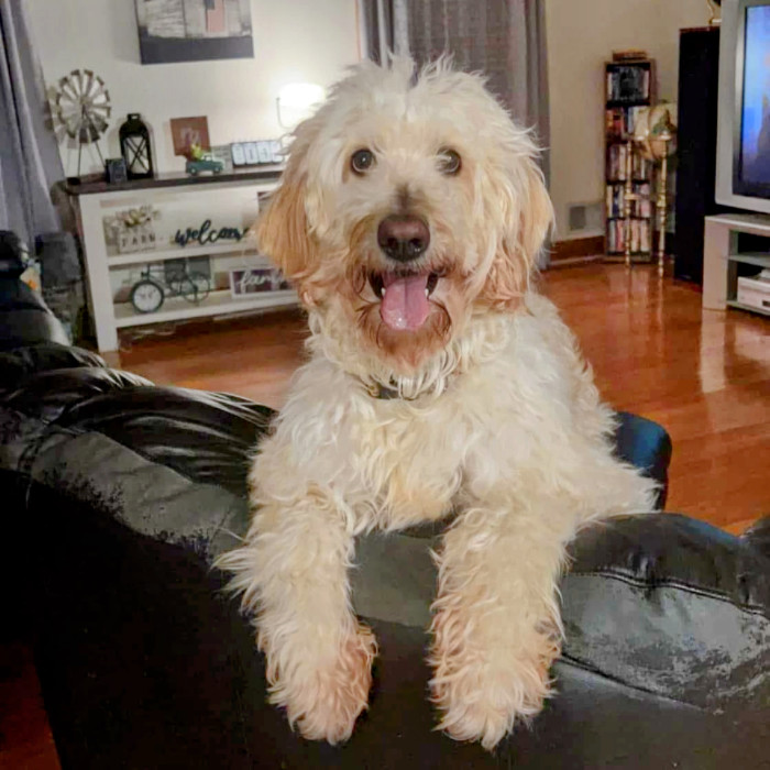 Nova, an adoptable Goldendoodle in Louisville, KY, 40206 | Photo Image 4
