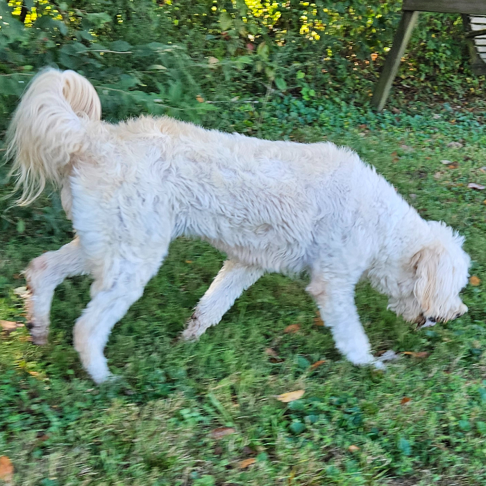 Nova, an adoptable Goldendoodle in Louisville, KY, 40206 | Photo Image 6
