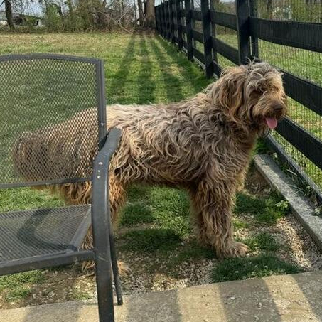 Gus, an adoptable Goldendoodle in Louisville, KY, 40206 | Photo Image 1