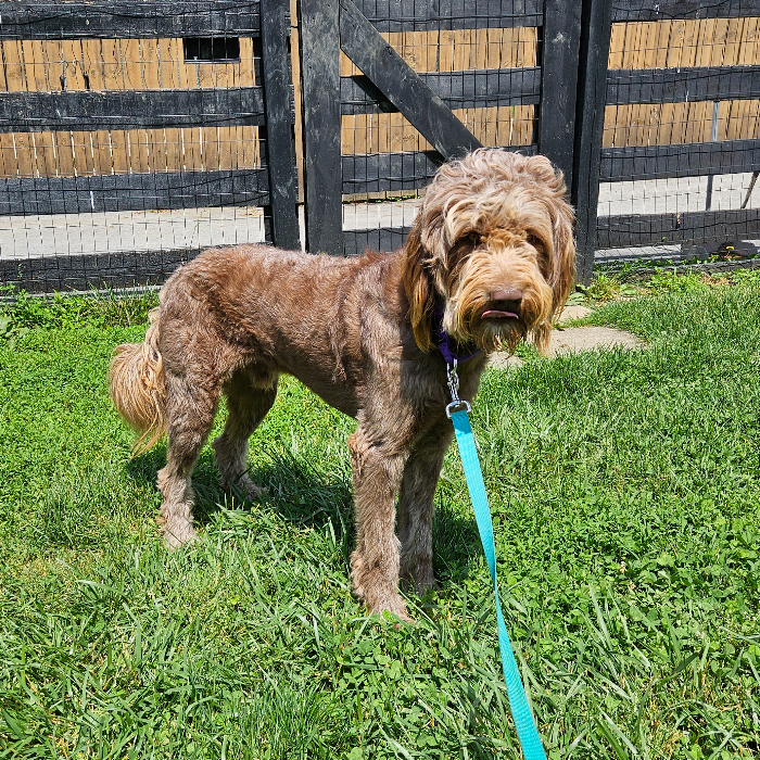 Gus, an adoptable Goldendoodle in Louisville, KY, 40206 | Photo Image 1