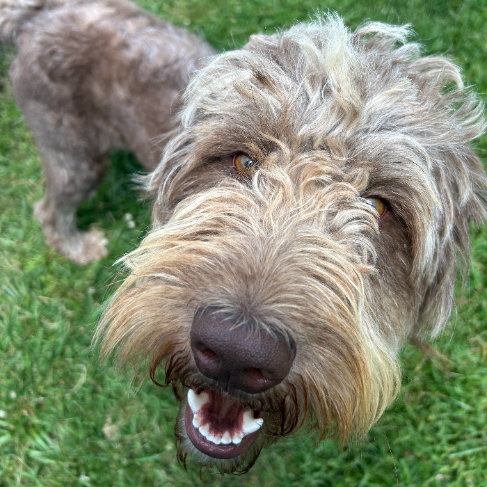 Gus, an adoptable Goldendoodle in Louisville, KY, 40206 | Photo Image 2
