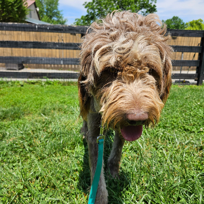 Gus, an adoptable Goldendoodle in Louisville, KY, 40206 | Photo Image 4