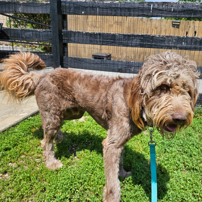 Gus, an adoptable Goldendoodle in Louisville, KY, 40206 | Photo Image 6