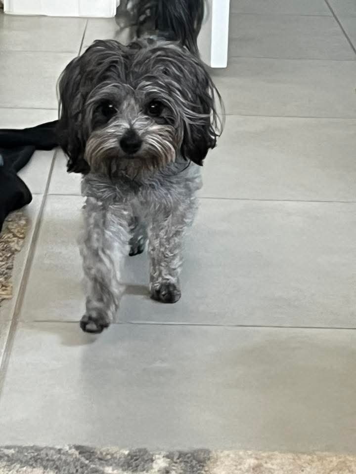 Griffen