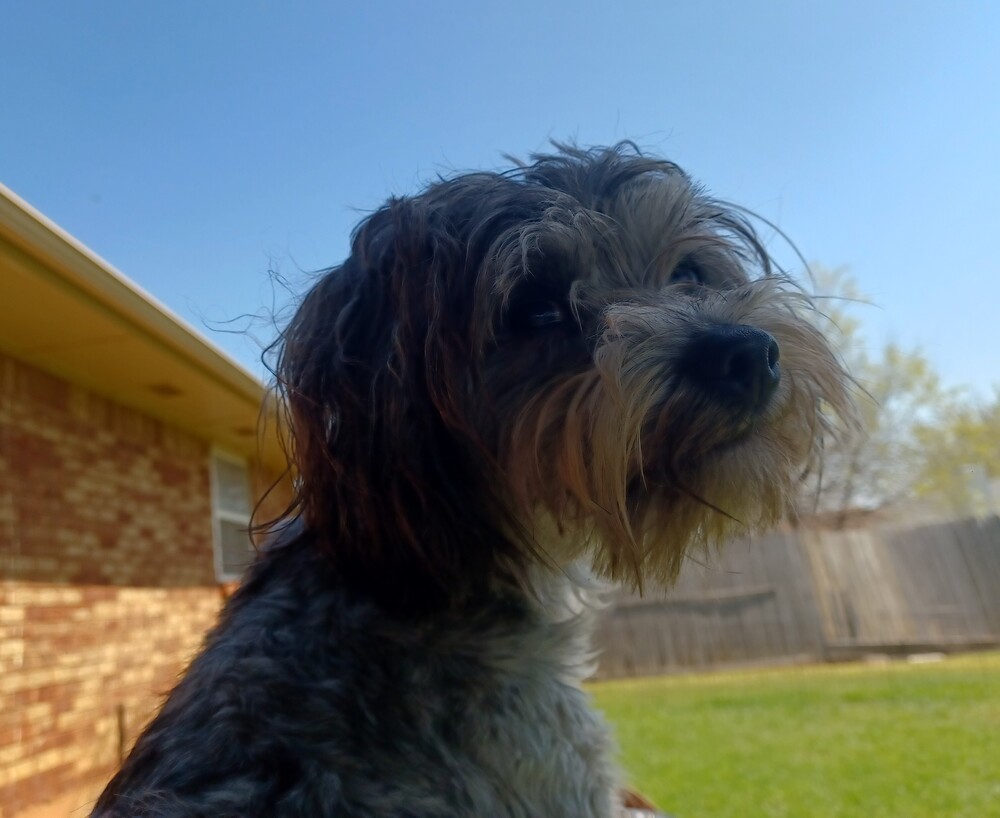 Griffen