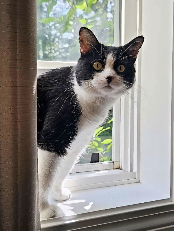 Rosita, an adoptable Domestic Short Hair in Gonic, NH, 03839 | Photo Image 1