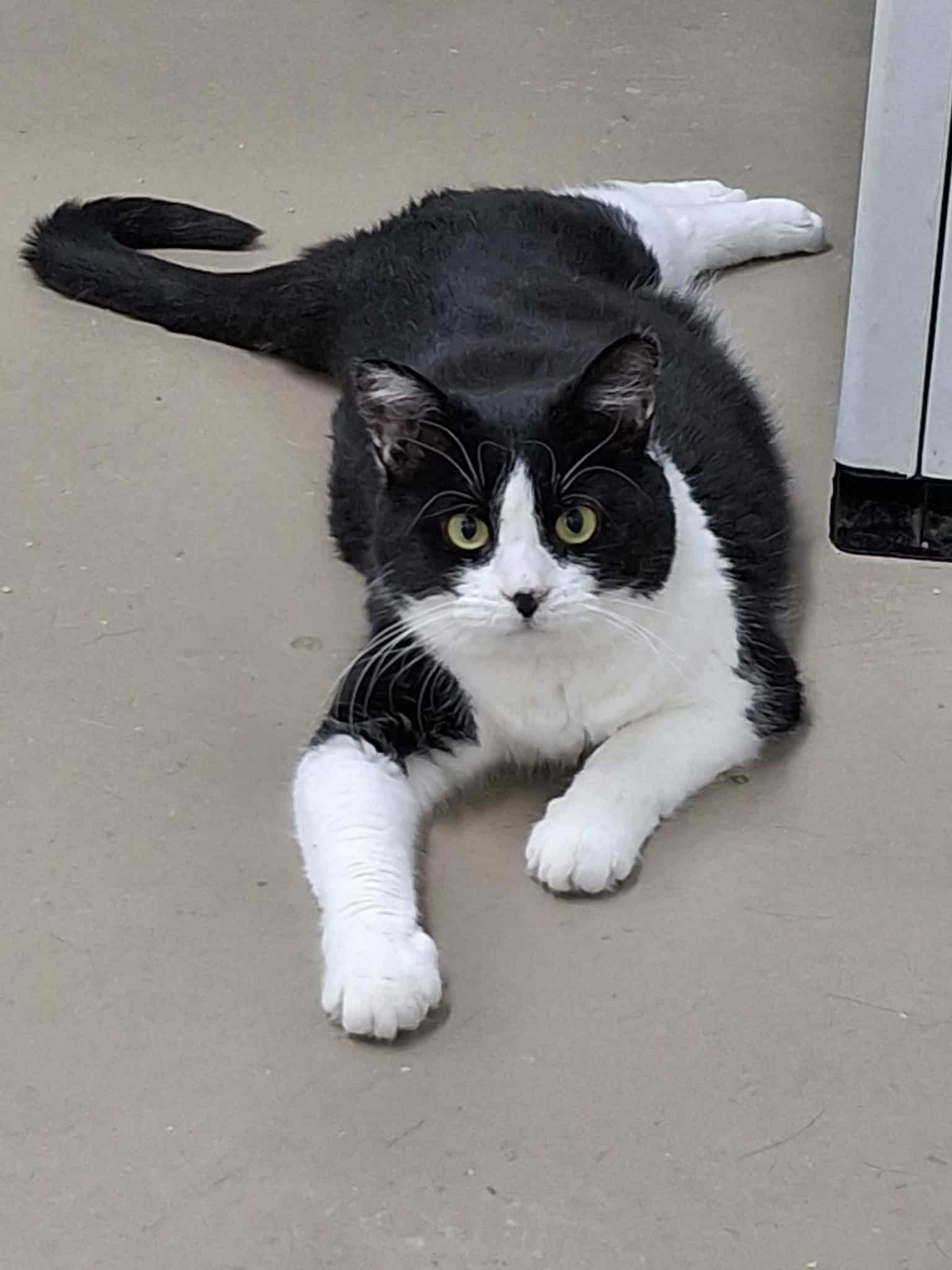 Rosita, an adoptable Domestic Short Hair in Gonic, NH, 03839 | Photo Image 2
