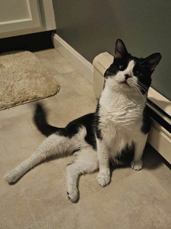 Rosita, an adoptable Domestic Short Hair in Gonic, NH, 03839 | Photo Image 2