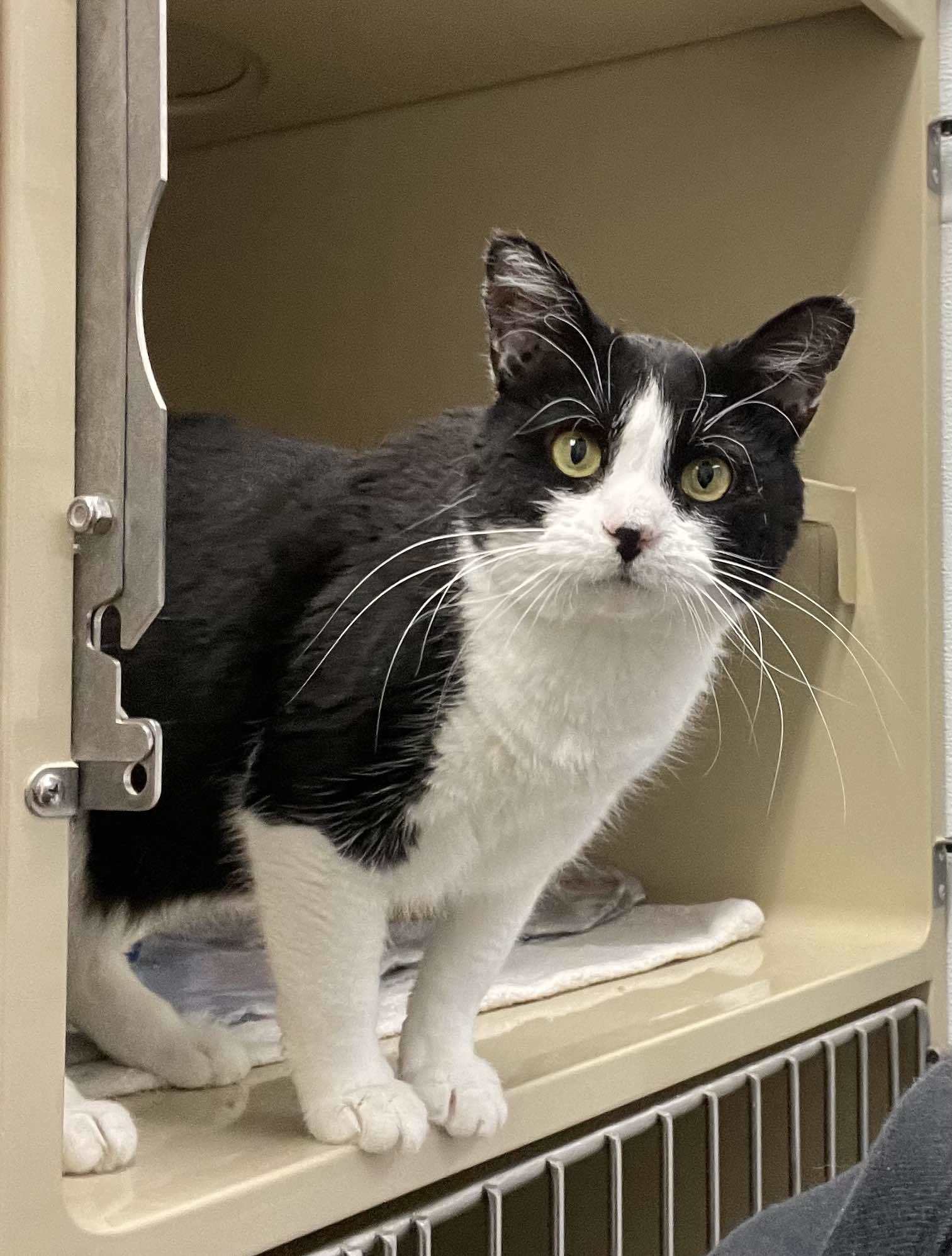 Rosita, an adoptable Domestic Short Hair in Gonic, NH, 03839 | Photo Image 3