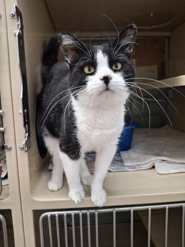 Rosita, an adoptable Domestic Short Hair in Gonic, NH, 03839 | Photo Image 3