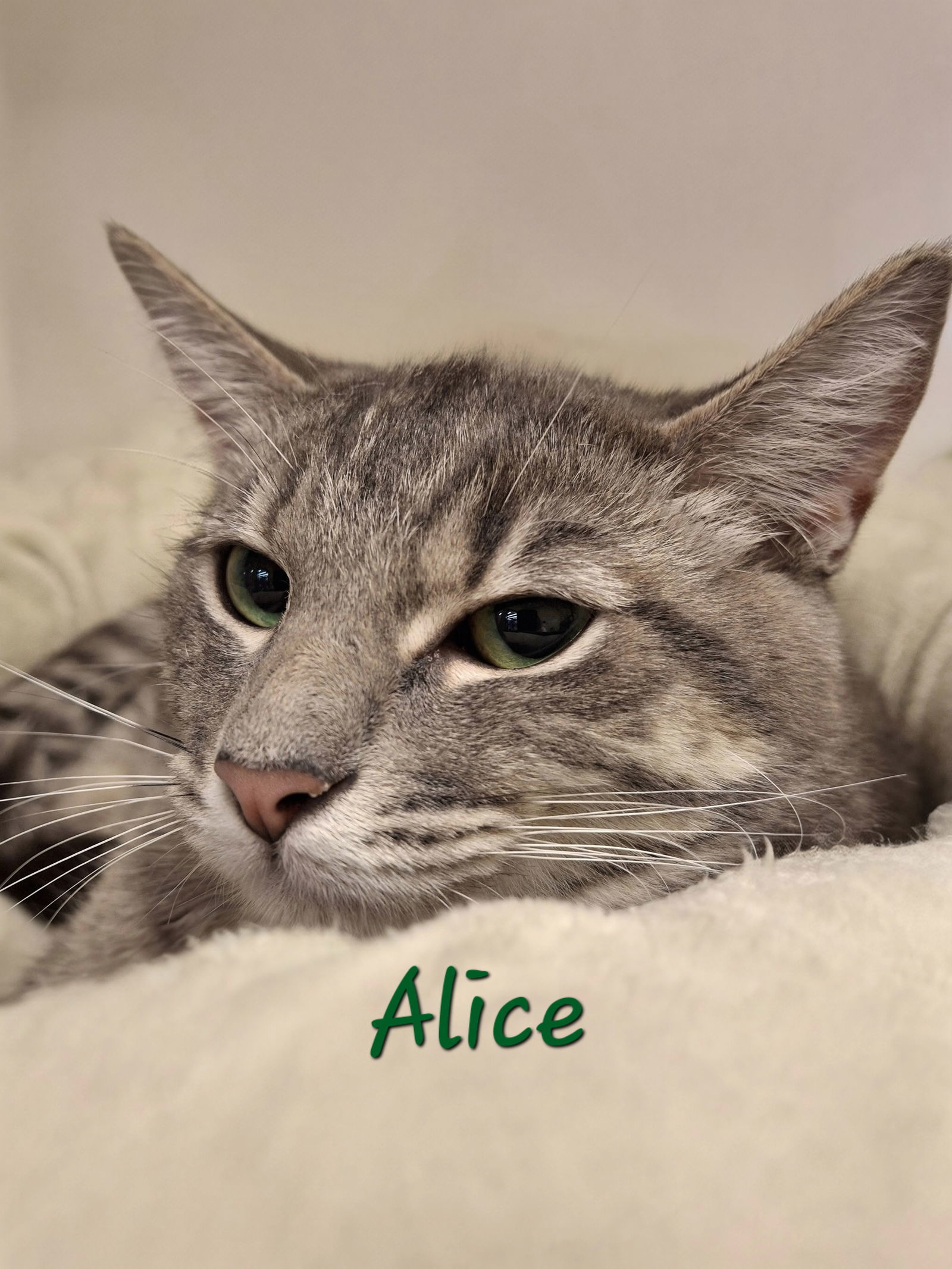 Alice #queen-of-hearts