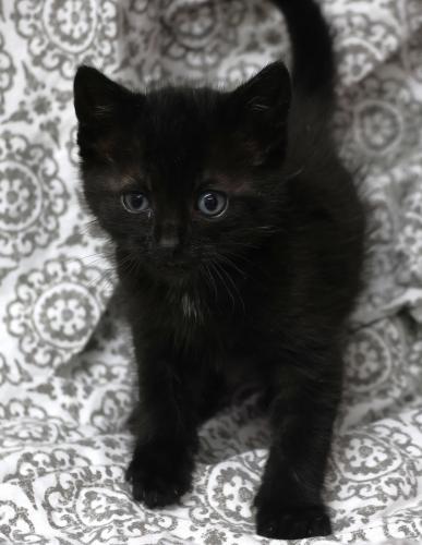 Harper, an adoptable Domestic Short Hair in Thief River Falls, MN, 56701 | Photo Image 1