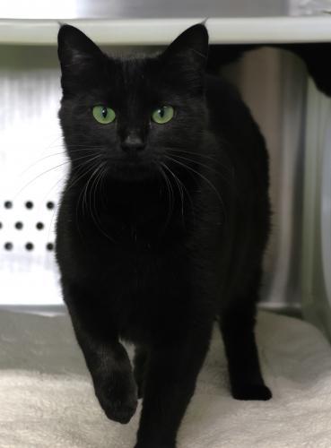 Stella, an adoptable Domestic Short Hair in Thief River Falls, MN, 56701 | Photo Image 1
