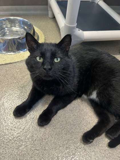 Claus, an adoptable Domestic Short Hair in Oskaloosa, IA, 52577 | Photo Image 1