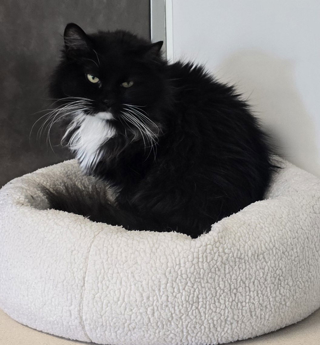Calpurnia, an adoptable Domestic Medium Hair in Oskaloosa, IA, 52577 | Photo Image 1