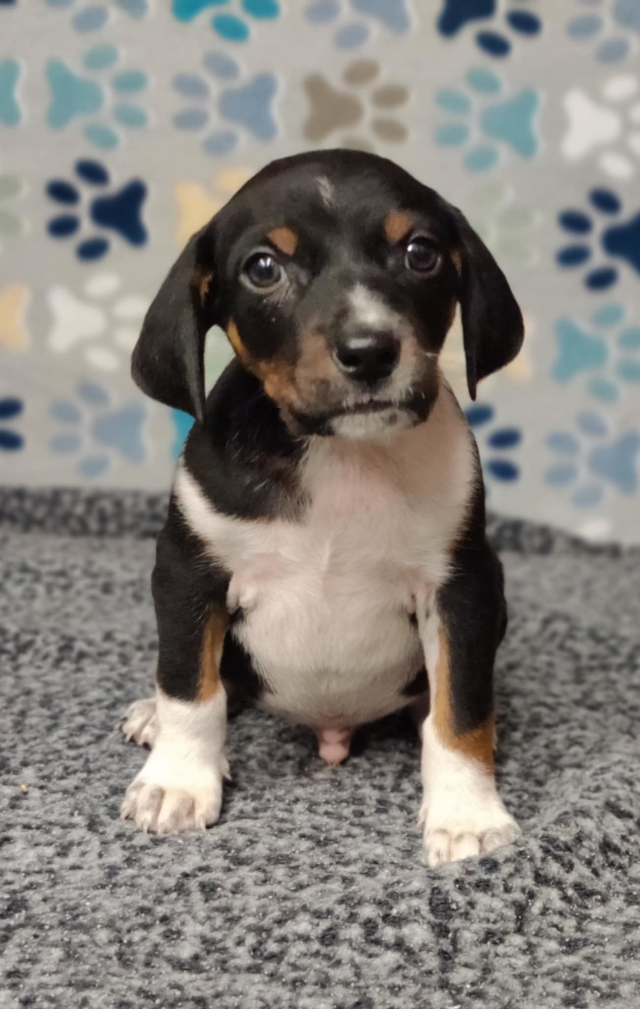 Pongo *