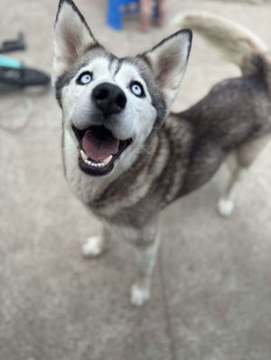 Nala, Adult Female unknown