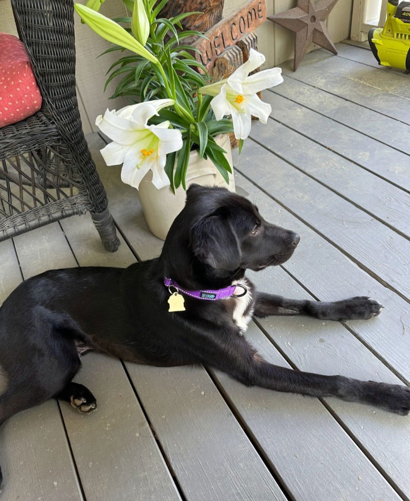 Huckleberry