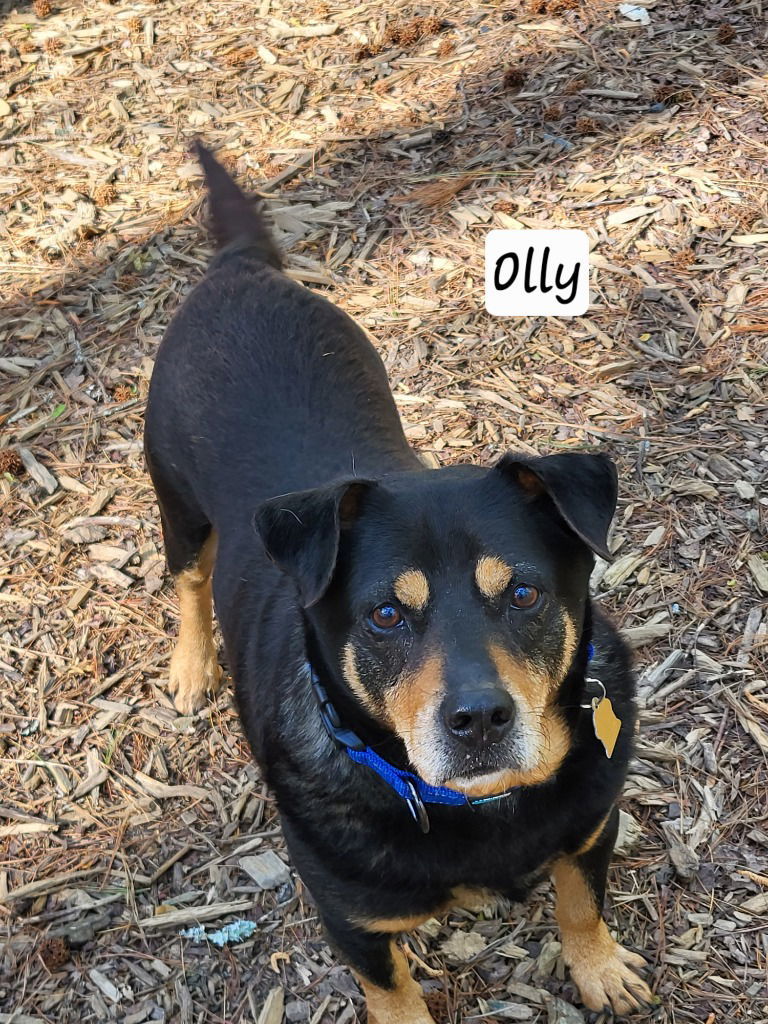 Olly