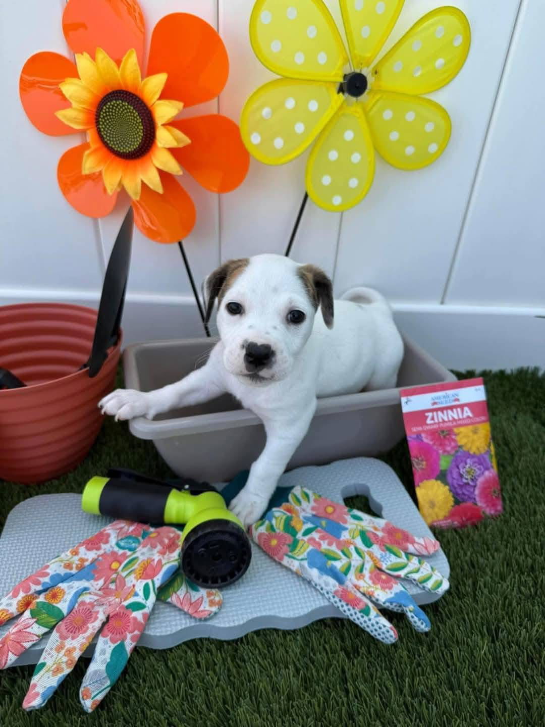 Jet