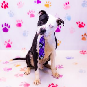 Primary Color Black Secondary Color White Weight 62lbs Age 7yrs 9mths 4wks Animal has been Neute