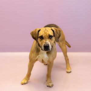 Primary Color Tri Color Weight 57lbs Age 2yrs 1mths 3wks Animal has been Neutered