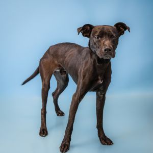 Primary Color Black Weight 36lbs Age 2yrs 2mths 3wks Animal has been Neutered