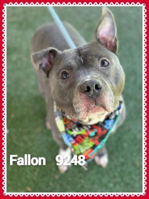 Primary Color Dark Grey Secondary Color White Weight 58lbs Age 5yrs 1mths 4wks