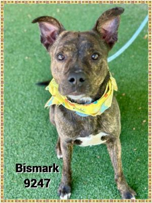 Primary Color Brindle Weight 54lbs Age 3yrs 1mths 4wks