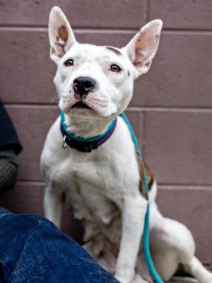Theres just something about Brisa Shes a perfect size at only 33 lbs and has the cutest brindle p