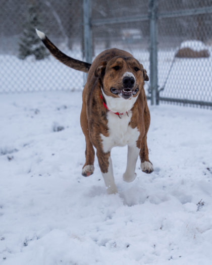 Zeus, an adoptable Mixed Breed in Pequot Lakes, MN, 56472 | Photo Image 1