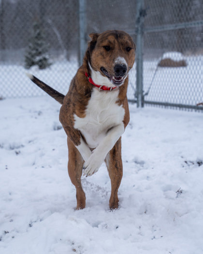 Zeus, an adoptable Mixed Breed in Pequot Lakes, MN, 56472 | Photo Image 2