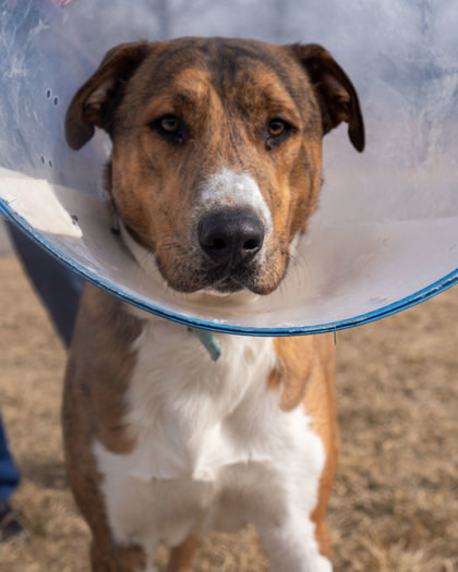 Zeus, an adoptable Mixed Breed in Pequot Lakes, MN, 56472 | Photo Image 3