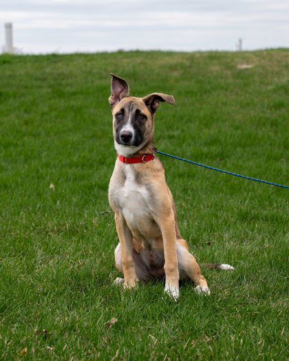 Cassie, an adoptable German Shepherd Dog, Mixed Breed in Pequot Lakes, MN, 56472 | Photo Image 1