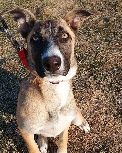 Cassie, an adoptable German Shepherd Dog, Mixed Breed in Pequot Lakes, MN, 56472 | Photo Image 2