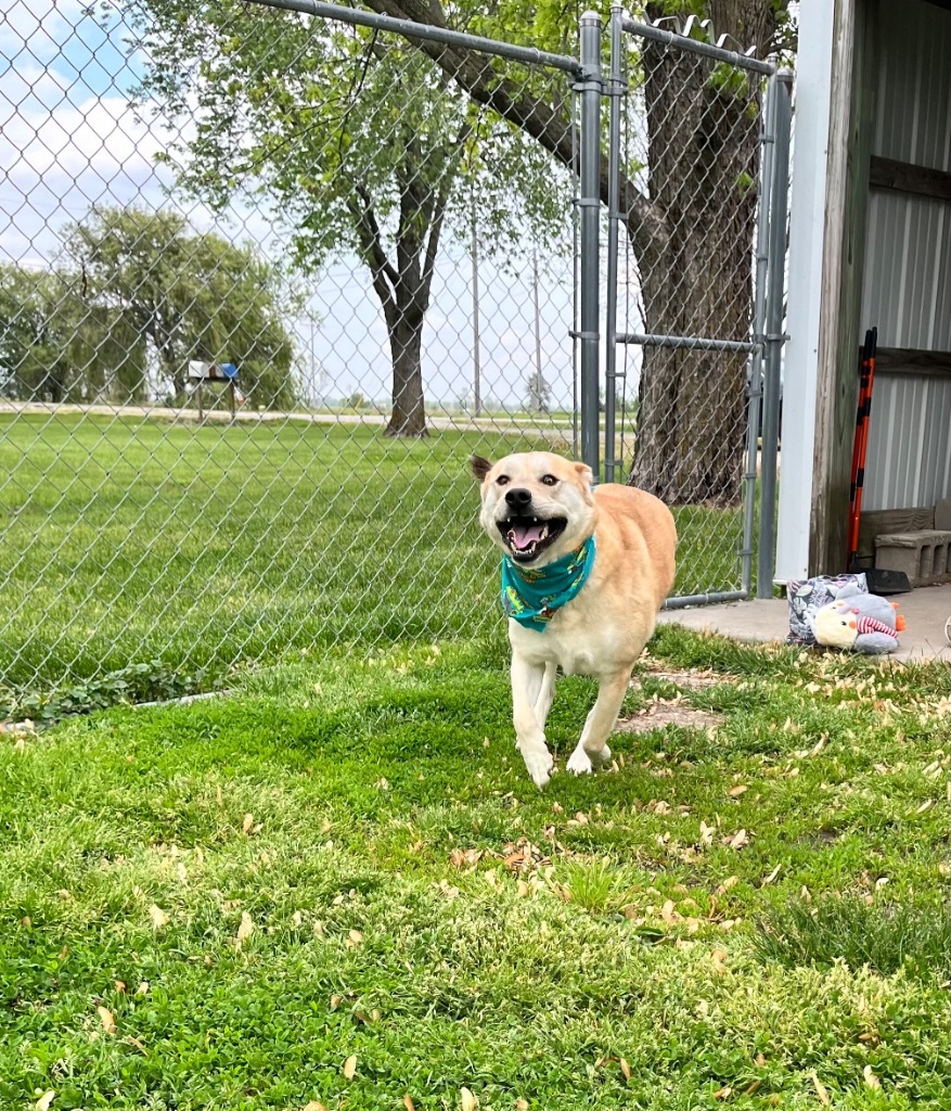Hank
