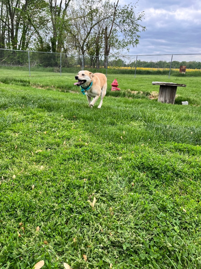 Hank