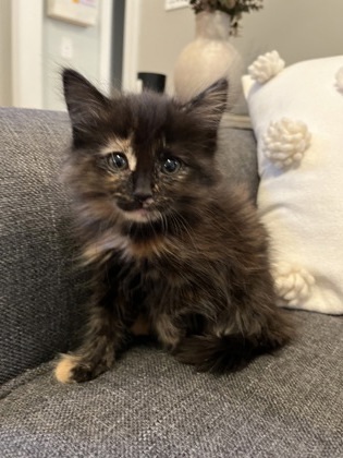 Bellatrix