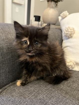 Bellatrix