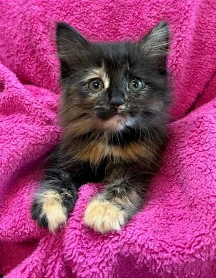 Bellatrix