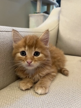 Ron